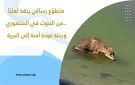 متطوع رسالي ينقذ ثعلبا من الموت في المنصوري.. ورحلة عودة آمنة إلى البرية - lb
