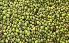 مصلحة الاقتصاد في الشمال تداهم معملا في طرابلس لإنتاج زيت الزيتون - lb