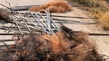 كارثة بيئية: أكبر عملية لمكافحة الصيد الجائر... إزالة ألوف الأمتار من الشبكات وتحرير عدد كبير من الطيور! (فيديو)