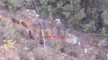 بالفيديو: خنازير برية قرب المنازل