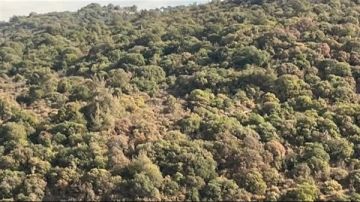 اليباس يضرب أحراج لبنان.. وخبراء يدقون ناقوس الخطر (صور)