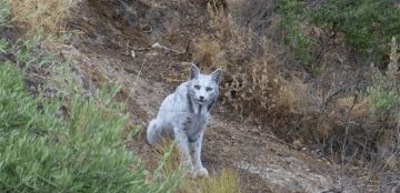 ظهور نادر للغاية لـالشبح الأبيض