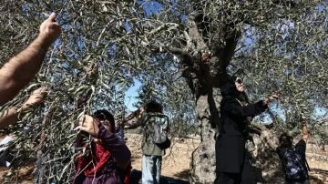 حرب من نوع آخر: إسرائيل تقتلع أشجار الزيتون حرب من نوع آخر: إسرائيل تقتلع أشجار الزيتون