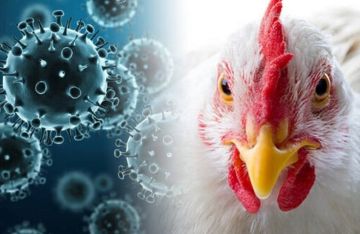 إعلان نجاح المرحلة الأولى من اختبار لقاح أنفي نانوي ضد سلالات إنفلونزا الطيور إعلان نجاح المرحلة الأولى من اختبار لقاح أنفي نانوي ضد سلالات إنفلونزا الطيور