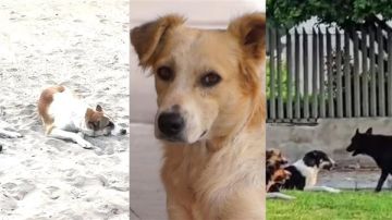 كلاب صور الى الأسر ثم الى الحرية مجددا !؟ كلاب صور الى الأسر ثم الى الحرية مجددا !؟