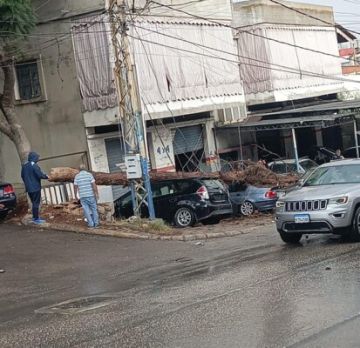 النشرة: سقوط شجرة في طلعة حاروف ووقع اضرار في السيارات على جانب الطريق