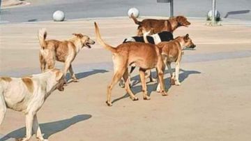 الكلاب الشاردة تغزو الشوارع والساحات... وحلول موقتة