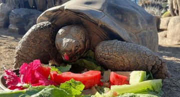 وفاة السلحفاة الأسطورية التي عاصرت أكثر من 20 رئيسا أميركيا!