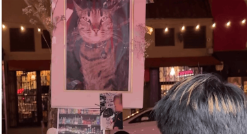 موت قطة عربية في أميركا يشعل جدلا كبيرا.. إليكم ما حصل موت قطة عربية في أميركا يشعل جدلا كبيرا.. إليكم ما حصل