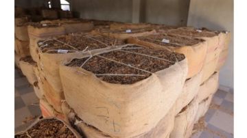 الريجي أعلنت انتهاء تسلم المحاصيل في الجنوب