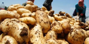 وزارة الزراعة بالتعاون مع وزارة الاعلام تطلق الاربعاء حملة دعم مزارعي البطاطا اللبنانية تحت شعار 20 كلغ بطاطا بتساعد