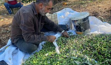 الزيتون العكاري بين بركة المنطقة المحرومة الزيتون العكاري بين بركة المنطقة المحرومة