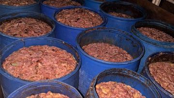 عملية نوعية لقوى الأمن... توقيف 3 بيك أب محملة بمخلفات من الدجاج! (فيديو وصور)