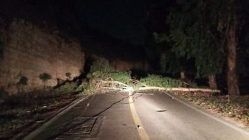 النشرة: سقوط شجرة على طريق وادي زفتا النميرية ادى إلى قطع الأسلاك الكهربائية