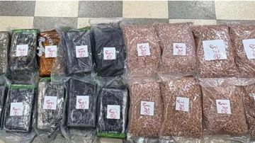 توقيف الرأس المدبر لشبكة تهريب مخدرات داخل سيارة آتية من أوروبا