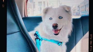 لكسي مفقود في صور ومكافأة لمن يعثر عليه