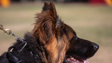 بعد تعرضه لتهديدات بالقتل.. نجم يشتري كلبا لحمايته بعد تعرضه لتهديدات بالقتل.. نجم يشتري كلبا لحمايته