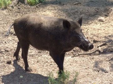 خنازير برية في المتن؟ (فيديو)