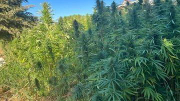 مزارعو القنب الهندي في بعلبك الهرمل: نتمسك بالمسار القانوني الذي وضعته الهيئة الناظمة مزارعو القنب الهندي في بعلبك الهرمل: نتمسك بالمسار القانوني الذي وضعته الهيئة الناظمة