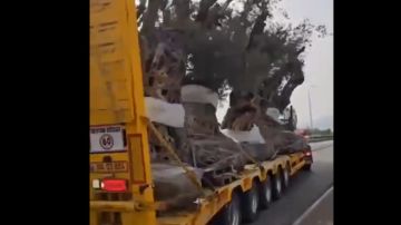 جنبلاط وفيديو... بعد البشر حان وقت الشجر