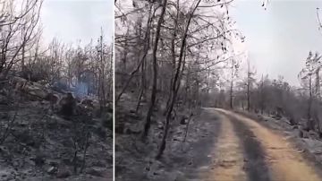 بعد التهامها مساحات شاسعة: إخماد الحرائق التي اندلعت ليلا في إقليم الخروب