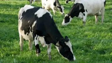 في عكار... حملة تطعيم للأبقار ضد الحمى القلاعية