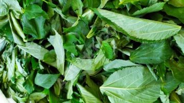 ملوخية منتهية الصلاحية... معدة للبيع في الأسواق!