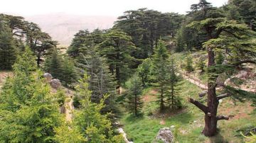 ياسر نعمة رئيسا للجنة محمية أرز تنورين بالتزكية