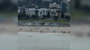 بالفيديو: قتلى وجرحى بإطلاق نار كثيف على شاطئ أسترالي شهير بالفيديو: قتلى وجرحى بإطلاق نار كثيف على شاطئ أسترالي شهير