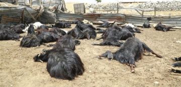 مرض يهدد المواشي في لبنان ودعوة لإعلان حال الطوارئ! مرض يهدد المواشي في لبنان ودعوة لإعلان حال الطوارئ!