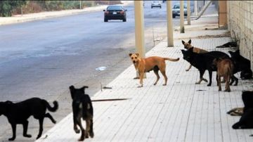 بالصورة: كلب شارد يدخل شابا العناية الفائقة!