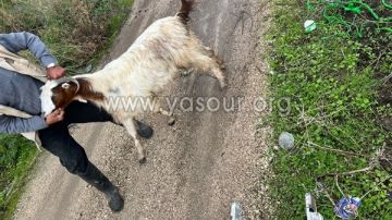 انقاذ العنزة صبحة بعد سقوطها في حفرة عميقة انقاذ العنزة صبحة بعد سقوطها في حفرة عميقة