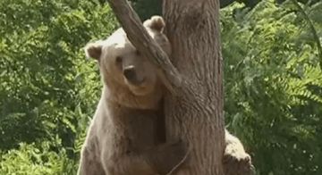 في حديقة سفاري.. دب يهاجم حارسه خلال عرض!