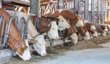 بعد تسجيل حالات حمى قلاعية في مزارع للمواشي... تشكيل لجنة طوارئ بعد تسجيل حالات حمى قلاعية في مزارع للمواشي... تشكيل لجنة طوارئ