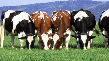 الحمى القلاعية في مزارع لبنان... والوزارة تتحرك