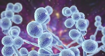 تحذير عالمي.. فطر قاتل مقاوم للأدوية يهدد الصحة في 61 دولة!