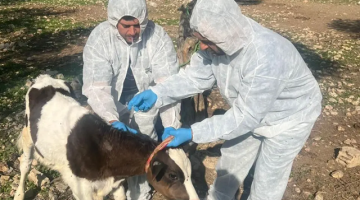 وزارة الزراعة: تلقيح نحو 31 ألف بقرة خلال ثمانية أيام وزارة الزراعة: تلقيح نحو 31 ألف بقرة خلال ثمانية أيام