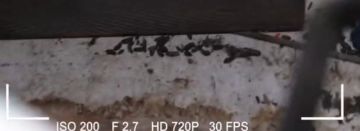 صراصير بالسمك، سوشي بلا براد وفئران مع الكباب .. أهم المطاعم وفيديوهات مقززة تشاهدونها لاول مرة