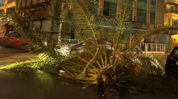 سقوط شجرة نخل كبيرة عند الكورنيش الجنوبي لمدينة صور