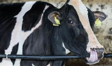 التحقيق جار رصد أول حالة لفيروس اللسان الأزرق بين الأبقار!