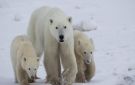 أمومة غير متوقعة في القطب الشمالي