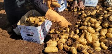 وزارة الزراعة تطلق دعوة لدعم البطاطا اللبنانية وزارة الزراعة تطلق دعوة لدعم البطاطا اللبنانية