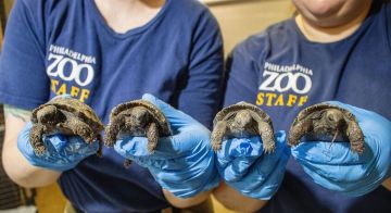 ولادة نادرة لسلحفاة.. أمومة لأول مرة في عمر 100 عام ولادة نادرة لسلحفاة.. أمومة لأول مرة في عمر 100 عام