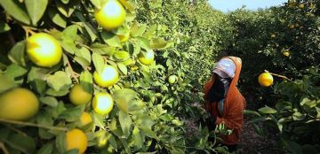 صادرات تركيا من الحمضيات تتجاوز 433 مليون دولار بالربع الأول