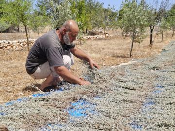 زعتر عيترون أو ذهب الجنوب الأخضر يقاوم الحرب زعتر عيترون أو ذهب الجنوب الأخضر يقاوم الحرب