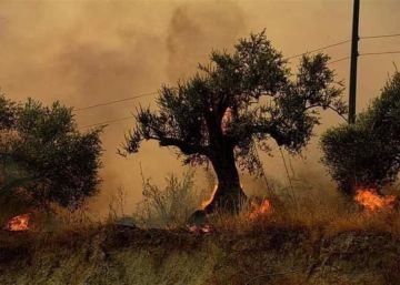 حقول الزيتون في لبنان ستبقى عصية على العدوان الاسرائيلي