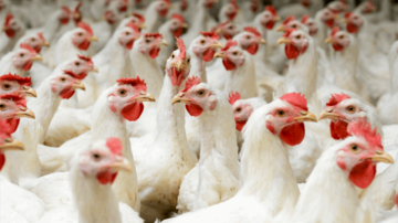 مكتب وزير الزراعة: مرض نيوكاسل لا يشكل خطرا على صحة الإنسان عند استهلاك الدواجن