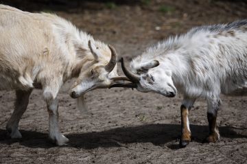 لبنان.. باقة أوبئة من طاعون وباستوريلا وحمى عراقية تفتك بالمواشي في منطقة عكار واللقاح غير متوفر