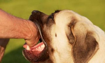 تحذير من داء الكلب اليكم سبل الوقاية!