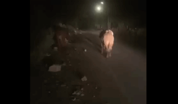 أبقار إسرائيلية في جنوب لبنان وبلدية بيت ليف تصدر بيانا تحذيريا بشأنها (صور فيديو)